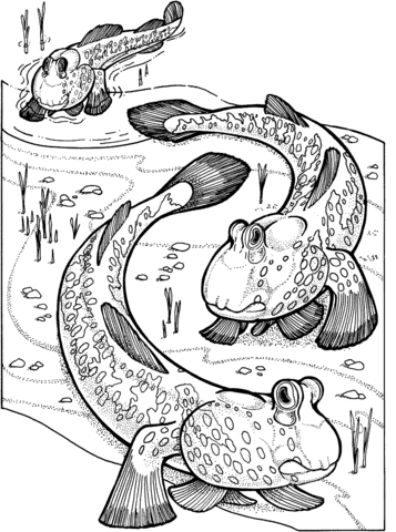 Mudskippers Coloring Page