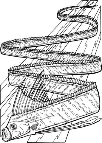 Oarfish Coloring Page