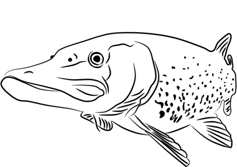 Pike Coloring Page