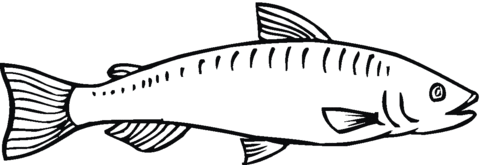 Salmon Coloring Page