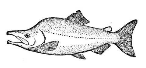 Salmon Coloring Page