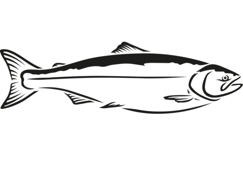 Salmon Coloring Page