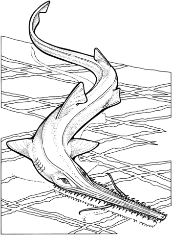 Sawfish Coloring Page