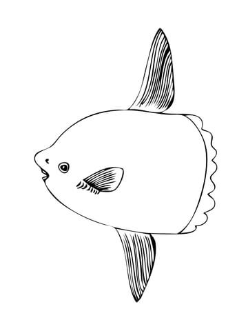 Sunfish Coloring Page