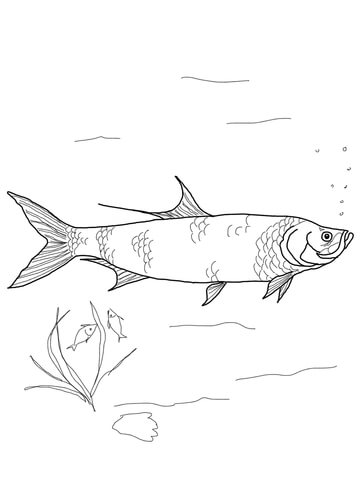 Tarpon Coloring Page