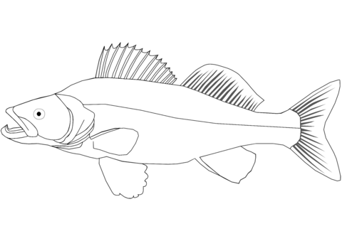 Walleye Coloring Page