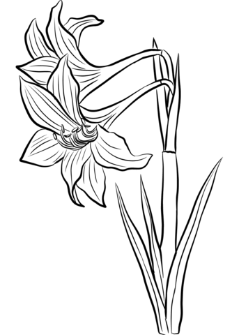 Amaryllis Coloring Page