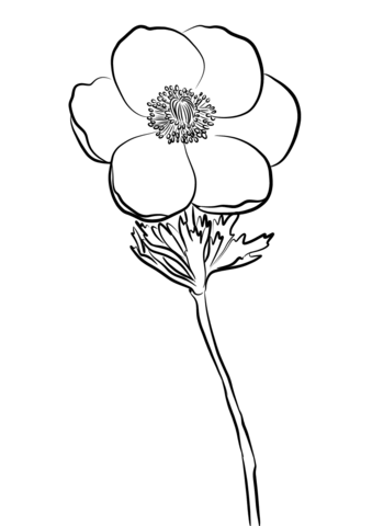 Anemone Coloring Page