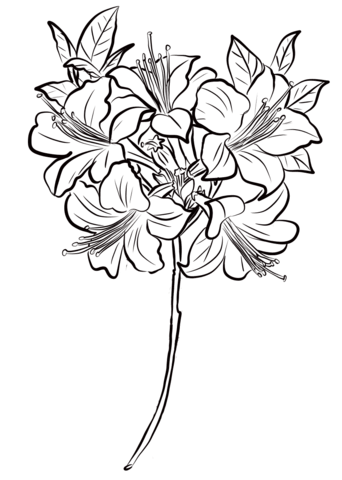 Azalea Coloring Page