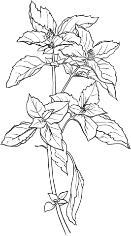 Basil Coloring Page