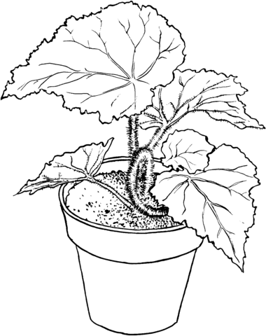 Begonia Coloring Page