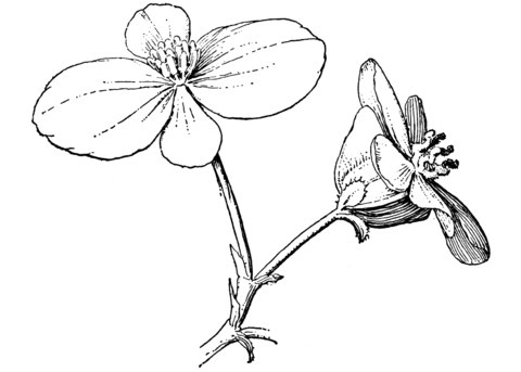 Begonia Coloring Page