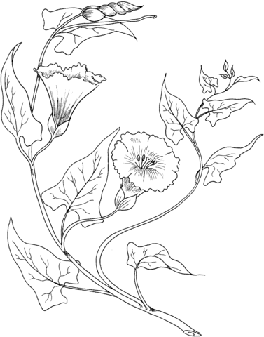 Bindweed Coloring Page