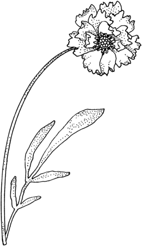 Carnation Coloring Page