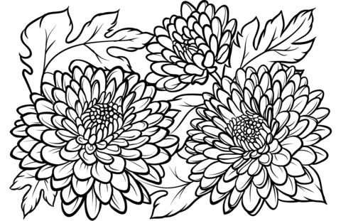 Chrysanthemum Coloring Page