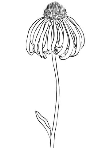 Coneflower Coloring Page