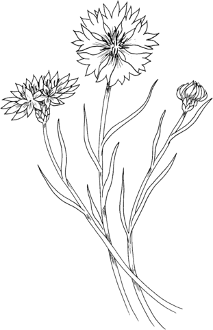 Cornflower Coloring Page