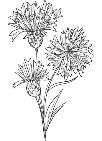 Cornflower Coloring Page