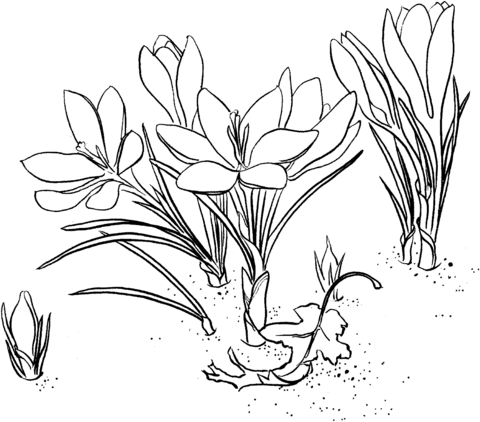 Crocus Coloring Page