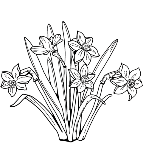 Daffodils Coloring Page