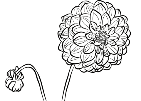 Dahlia Coloring Page