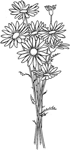 Daisies Coloring Page