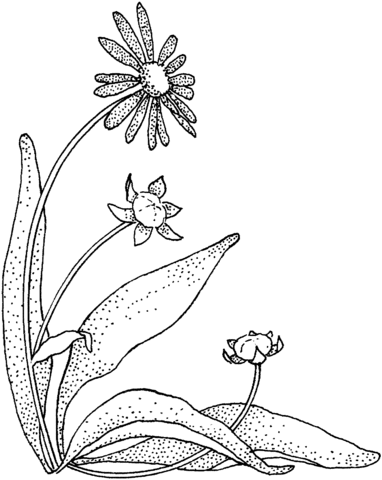 Daisy Coloring Page