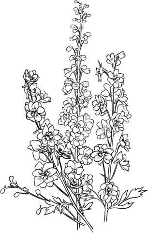 Delphinium Coloring Page