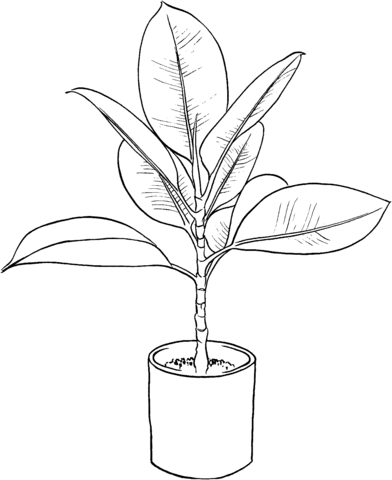 Ficus Coloring Page