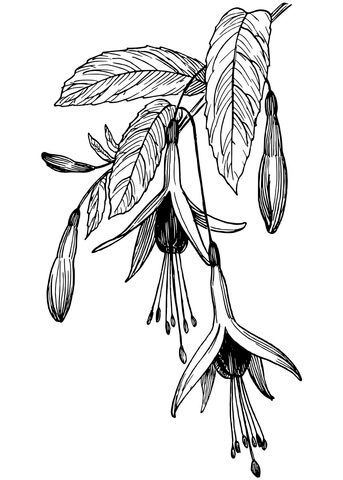 Fuchsia Coloring Page