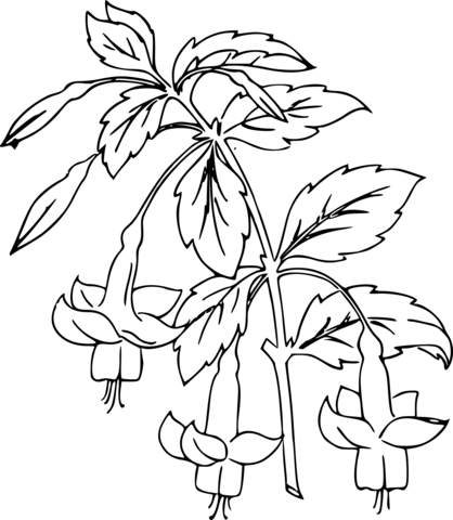 Fuchsia Coloring Page