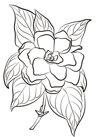 Gardenia Coloring Page