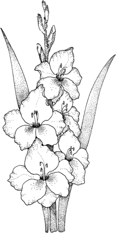 Gladiolus Coloring Page