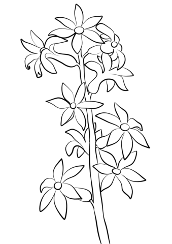 Hyacinthus Coloring Page