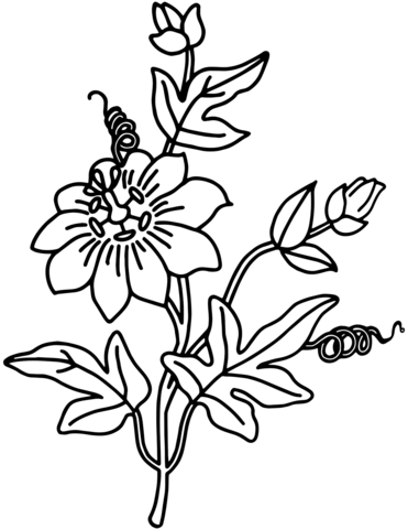 Ipomoea Coloring Page