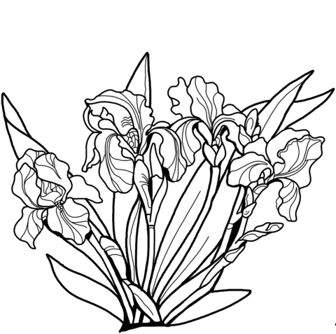 Irises Coloring Page