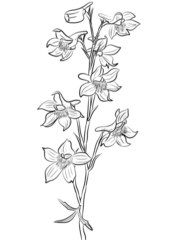 Larkspur Coloring Page