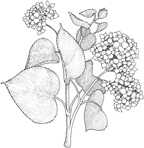 Lilac Coloring Page