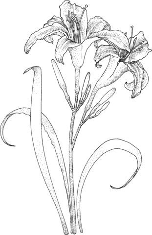 Lilies Coloring Page