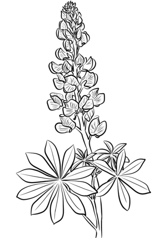 Lupine Coloring Page