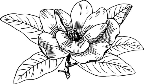 Magnolia Coloring Page