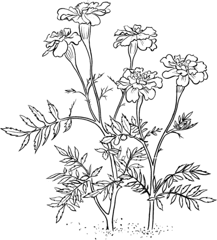 Marigold Coloring Page