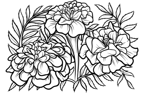 Marigold Coloring Page