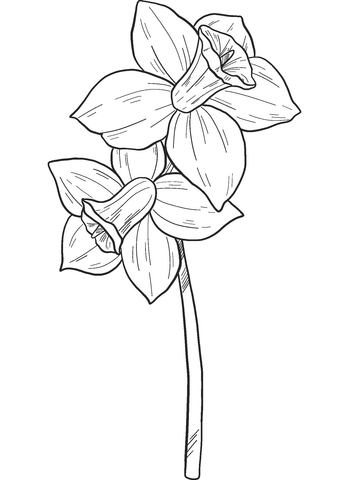 Narcissus Coloring Page