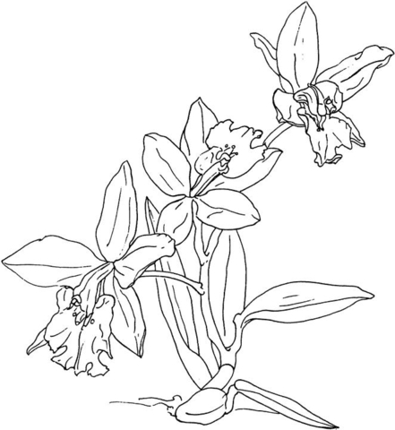 Orchids Coloring Page