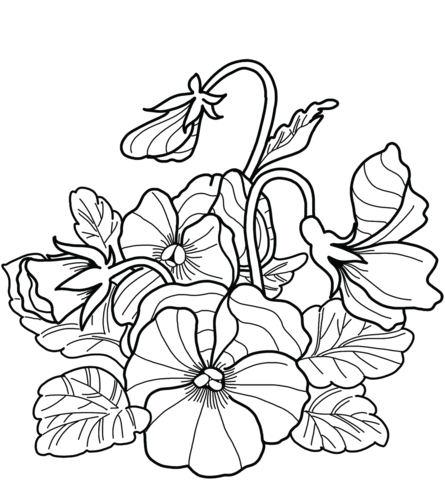 Pansies Coloring Page