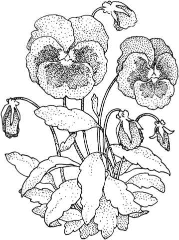 Pansy Coloring Page