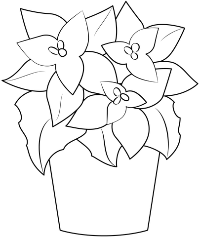 Poinsettia Coloring Page