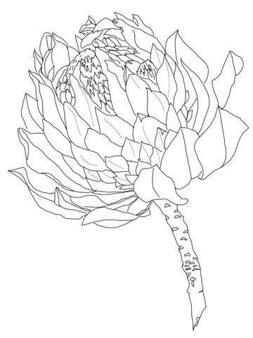 Protea Coloring Page