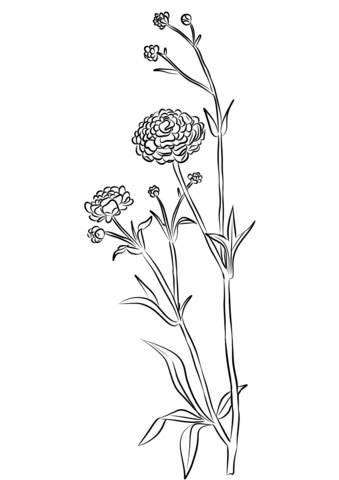 Ranunculus Coloring Page